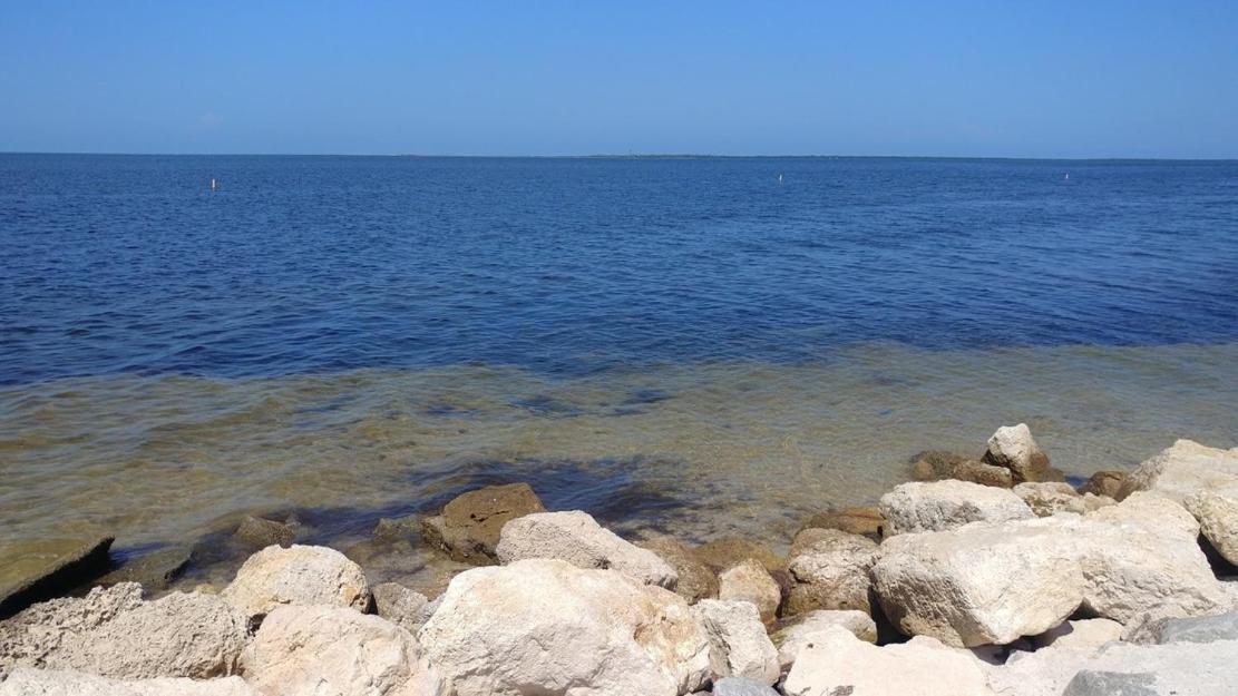 Walk Everywhere! 1-Bedroom Gem In Downtown Hub New Port Richey Exteriér fotografie